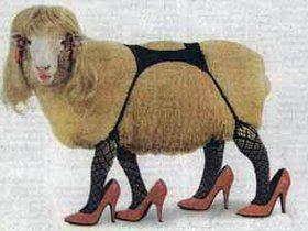 Sexy Sheep